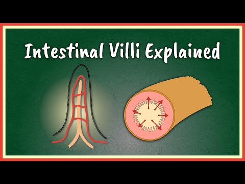 The Intestinal Villi Explained || Absorption