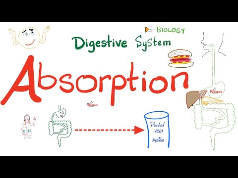 Absorption of Food - How nutrients reach your blood - Gastrointestinal (GI) Physiology