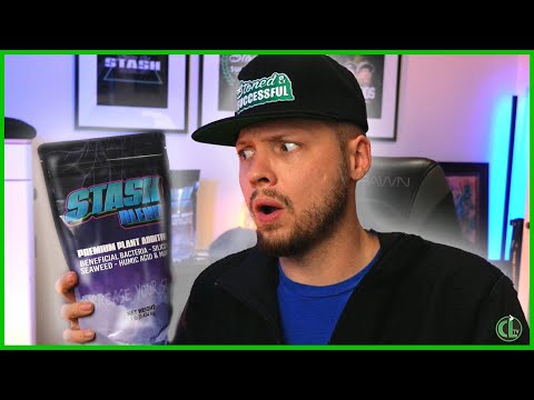 Everything You Need to Know About Stash Blend